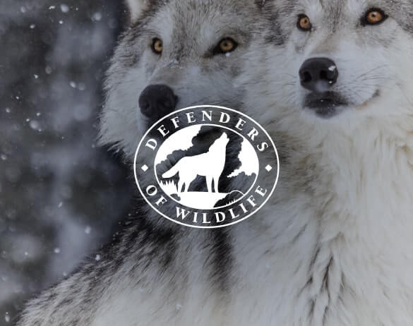 How Defenders of Wildlife leveraged CTV to increase fundraising